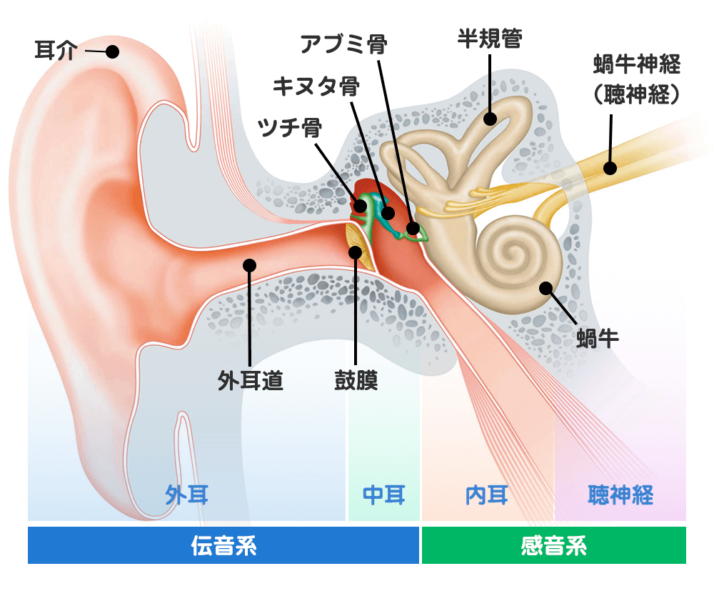 耳の各器官